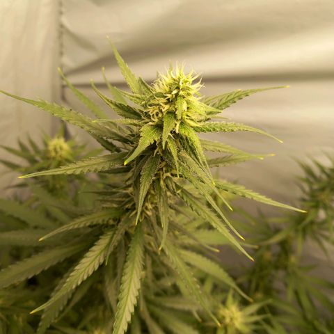 Super Silver Haze  growlog timeline photo