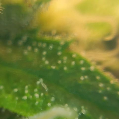 Super Silver Haze  growlog timeline photo
