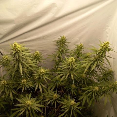 Super Silver Haze  growlog timeline photo