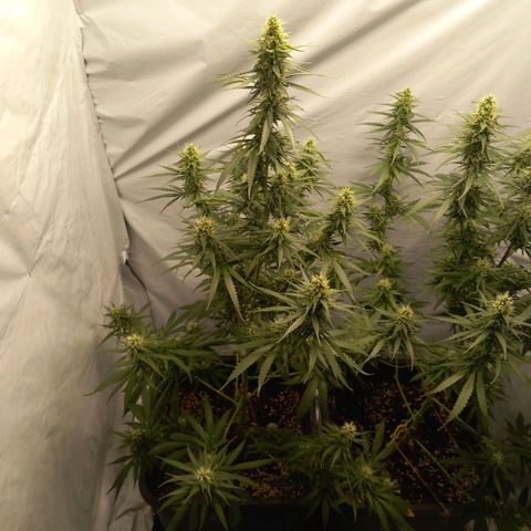 Super Silver Haze  growlog timeline photo