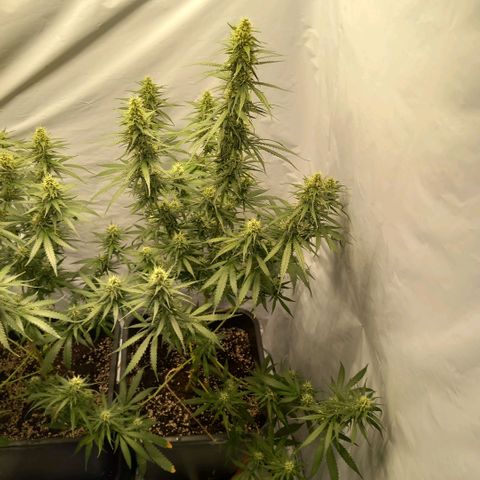 Super Silver Haze  growlog timeline photo