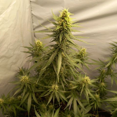 Super Silver Haze  growlog timeline photo