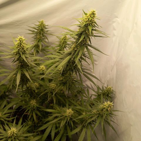 Super Silver Haze  growlog timeline photo