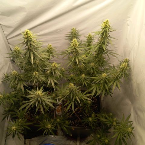 Super Silver Haze  growlog photo: Spülen hat seit Montag begonnen 🚰