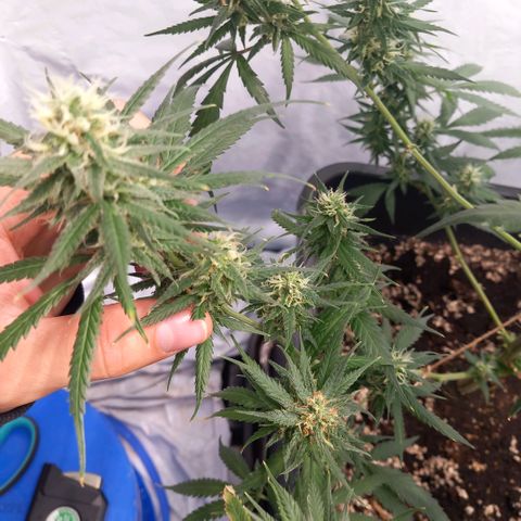 Super Silver Haze  growlog photo: Spülen hat seit Montag begonnen 🚰