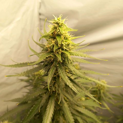Super Silver Haze  growlog photo: Spülen hat seit Montag begonnen 🚰