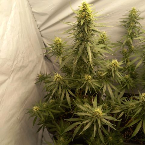 Super Silver Haze  growlog photo: Spülen hat seit Montag begonnen 🚰