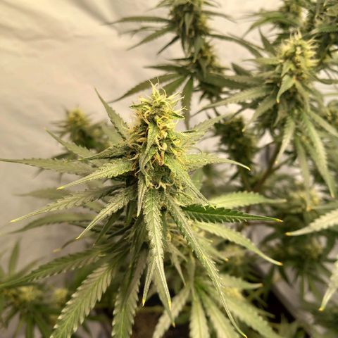 Super Silver Haze  growlog photo: Spülen hat seit Montag begonnen 🚰