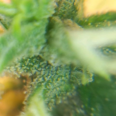 Super Silver Haze  growlog photo: Spülen hat seit Montag begonnen 🚰