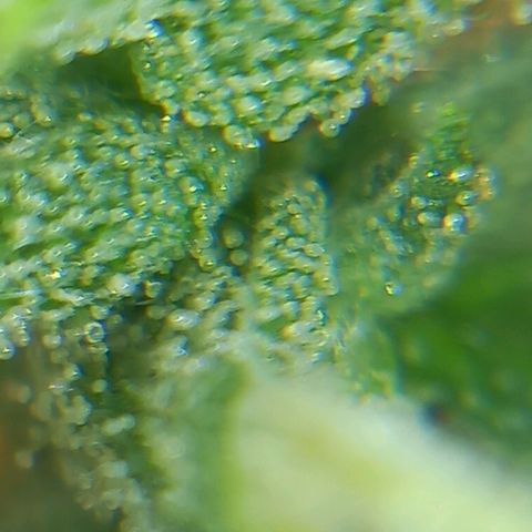 Super Silver Haze  growlog photo: Spülen hat seit Montag begonnen 🚰