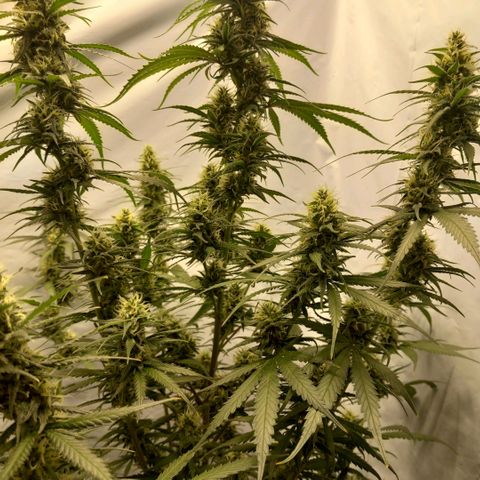 Super Silver Haze  growlog photo: Spülen hat seit Montag begonnen 🚰