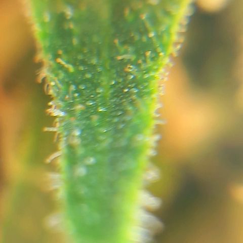 Super Silver Haze  growlog photo: Spülen hat seit Montag begonnen 🚰
