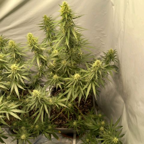 Super Silver Haze  growlog photo: Spülen hat seit Montag begonnen 🚰