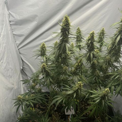 Super Silver Haze  growlog timeline photo