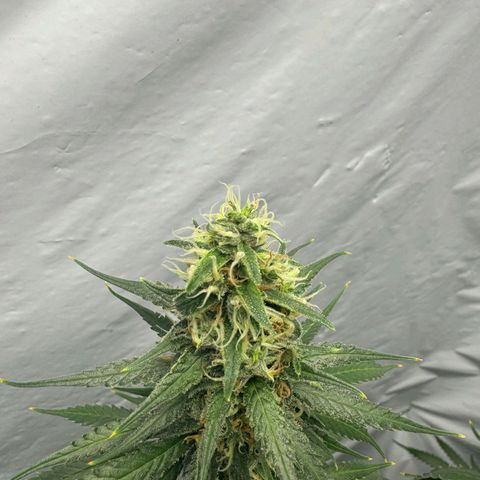 Super Silver Haze  growlog timeline photo