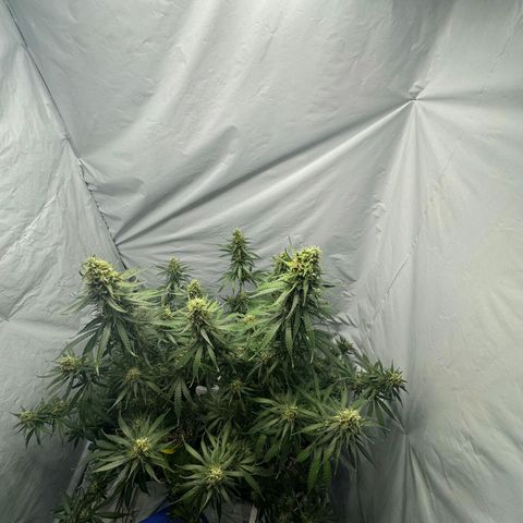 Super Silver Haze  growlog timeline photo