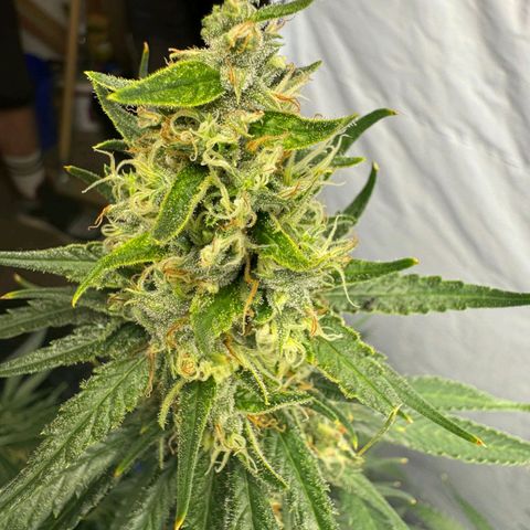 Super Silver Haze  growlog timeline photo