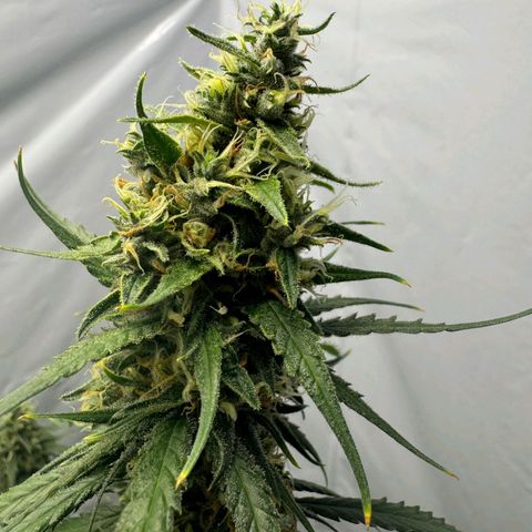 Super Silver Haze  growlog timeline photo