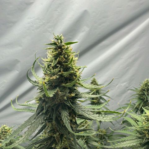 Super Silver Haze  growlog timeline photo