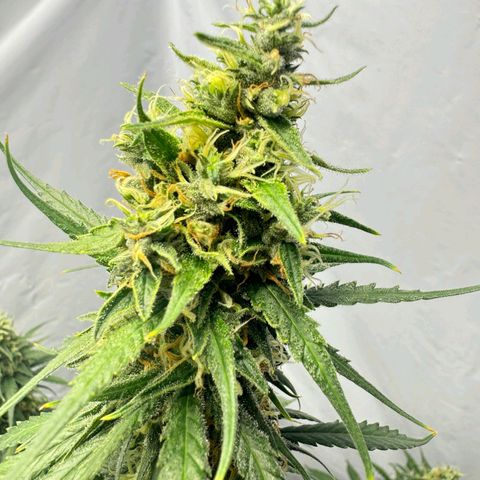 Super Silver Haze  growlog timeline photo