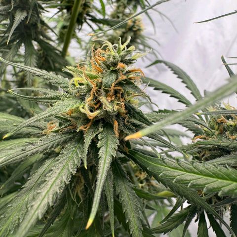 Super Silver Haze  growlog timeline photo