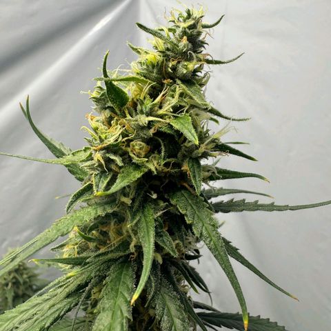 Super Silver Haze  growlog timeline photo