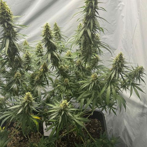 Super Silver Haze  growlog timeline photo