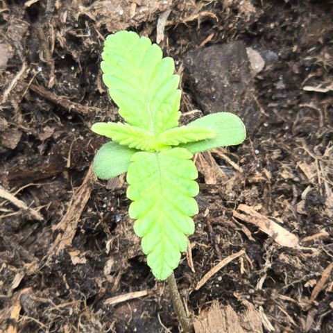 Shinshu growlog photo: Photo du matin 8h
Deuxieme paire de feuille vrai commence leur croissance 