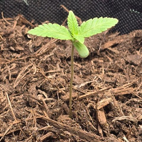 Shinshu growlog photo: Taille 3 cm
Developmement de la deuxieme paire de feuille vrai