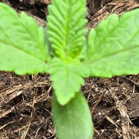Shinshu growlog photo: Taille 3 cm
Developmement de la deuxieme paire de feuille vrai