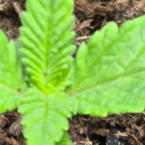 Shinshu growlog photo: Taille 3 cm
Developmement de la deuxieme paire de feuille vrai
