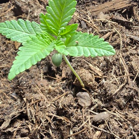 Shinshu growlog photo: Hauteur 11 cm
Les feuilles commencent à bien se développer et la tige commence à s'épaissir