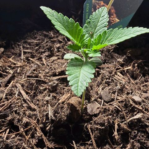 Shinshu growlog photo: Hauteur 11 cm
Les feuilles commencent à bien se développer et la tige commence à s'épaissir