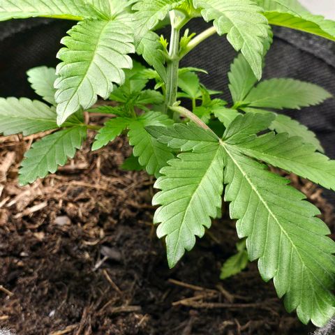 Shinshu growlog timeline photo
