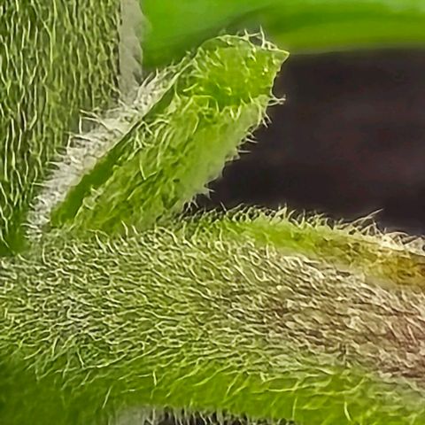 Shinshu growlog timeline photo