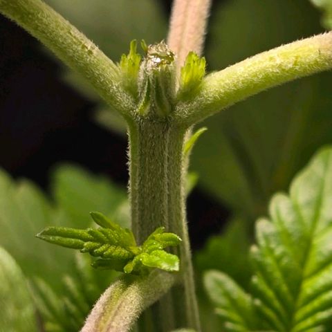 Shinshu growlog timeline photo