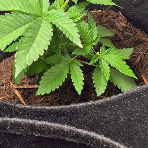 Shinshu growlog timeline photo