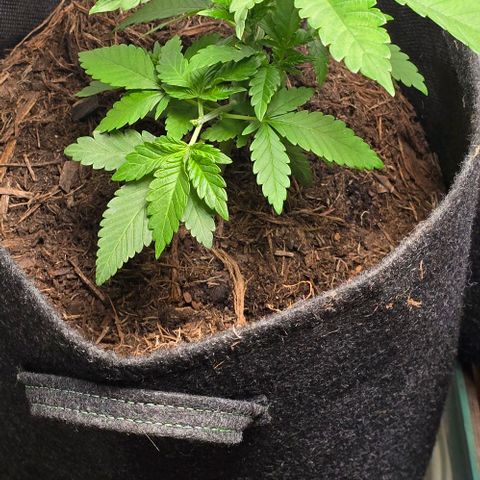 Shinshu growlog timeline photo