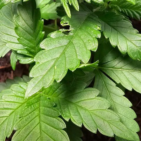 Shinshu growlog timeline photo