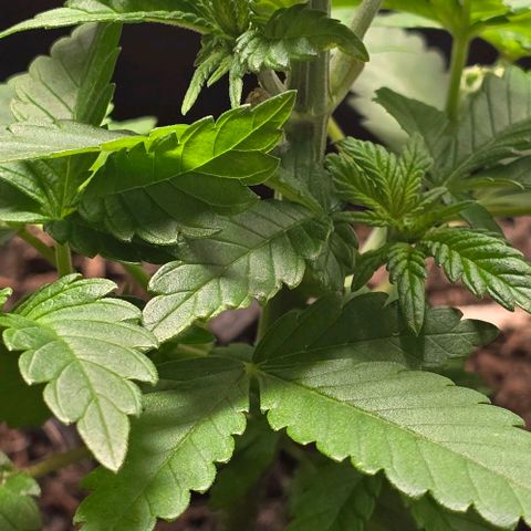 Shinshu growlog timeline photo