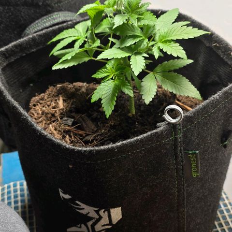 Shinshu growlog timeline photo