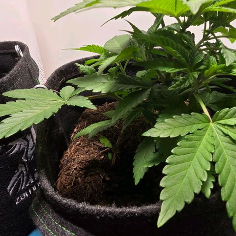 Shinshu growlog timeline photo
