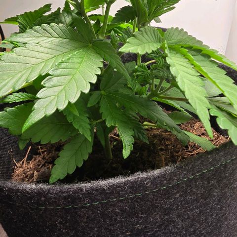 Shinshu growlog timeline photo