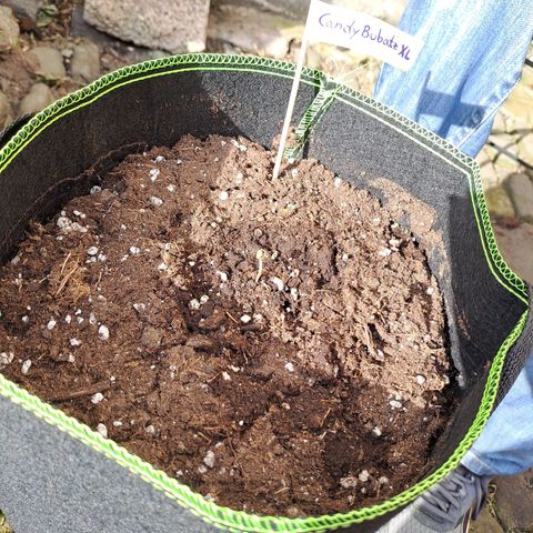 Auto Candy Bubatz XL growlog timeline photo