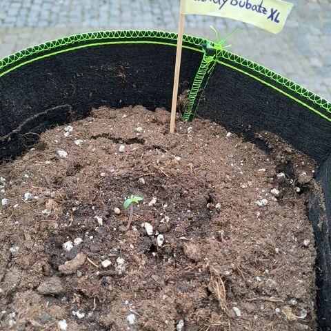 Auto Candy Bubatz XL growlog timeline photo