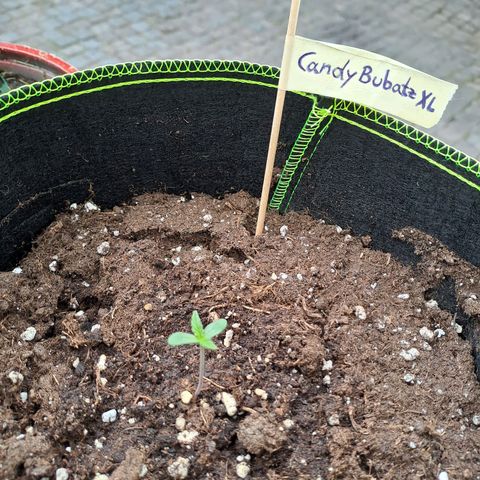Auto Candy Bubatz XL growlog timeline photo