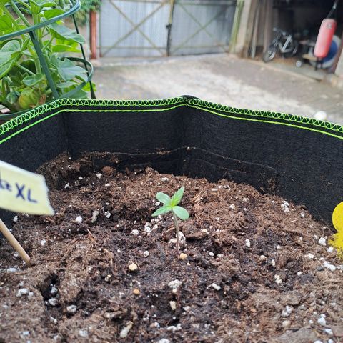Auto Candy Bubatz XL growlog photo: Morgens 9:35
Höhe 4 cm