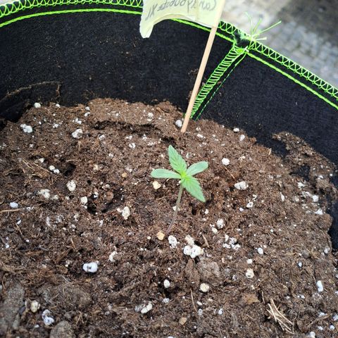 Auto Candy Bubatz XL growlog timeline photo
