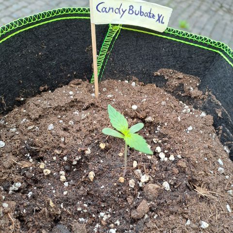 Auto Candy Bubatz XL growlog timeline photo