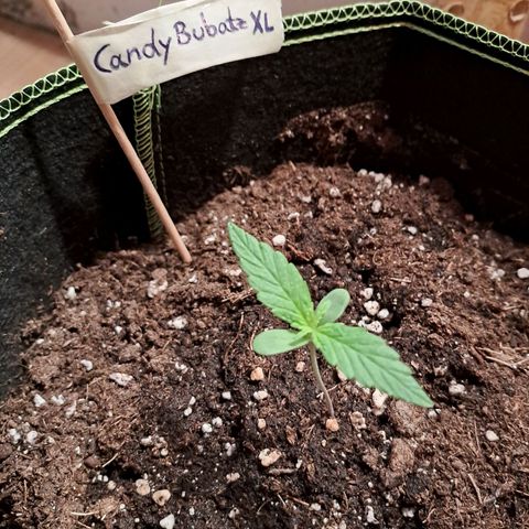 Auto Candy Bubatz XL growlog timeline photo